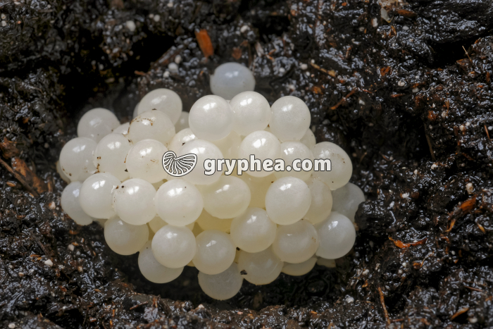 Ponte d'escargot - gryphea.com